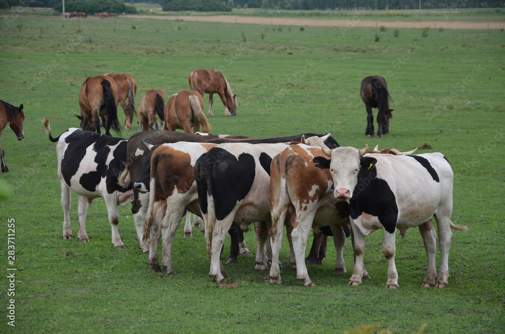 krowa, farma, zwierzak, bydło, gras, pola, rolnictwa, biała, hayfield, czarna, mleczko, pastwisko, gospodarstwo mleczne, krowa, zieleń, rolnictwa, byk, zwierzak, charakter, pastwisko, wołowina, zwierz - obrazy, fototapety, plakaty 