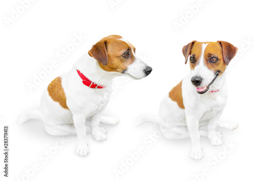 Close-up portrait of cute small pet jack russel terrier.. Two dogs isolated on white background