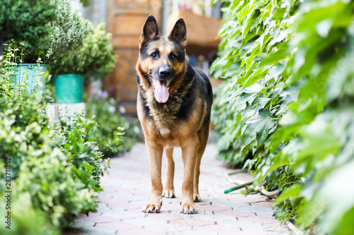 Dog German Shepherd standing and looking straight in the camera outdoors in an summer day.