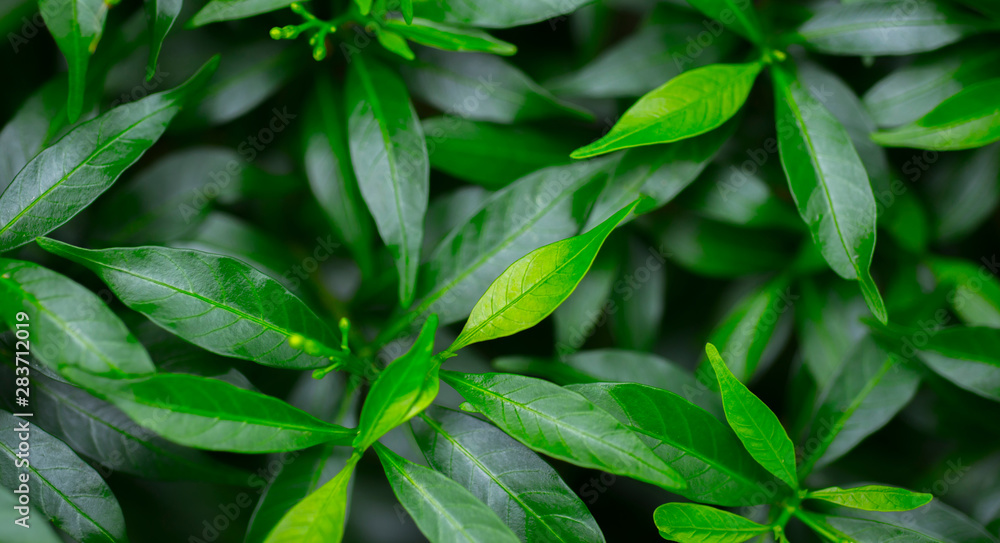 Group photos of fresh green leaves according to nature Group photos of fresh green leaves according to nature