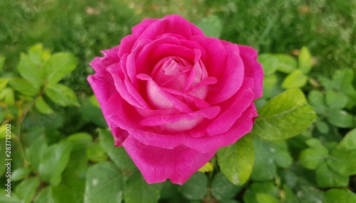 Closeup of a vibrant pink rose