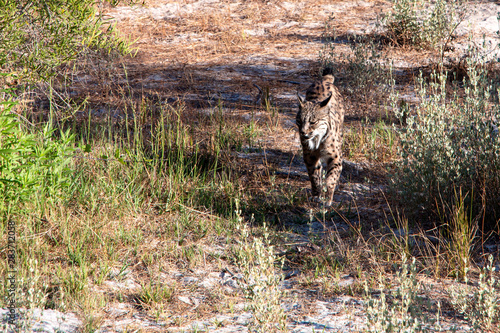 Lince del Parque Nacional de Doñana