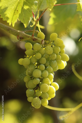 Albarino grapes