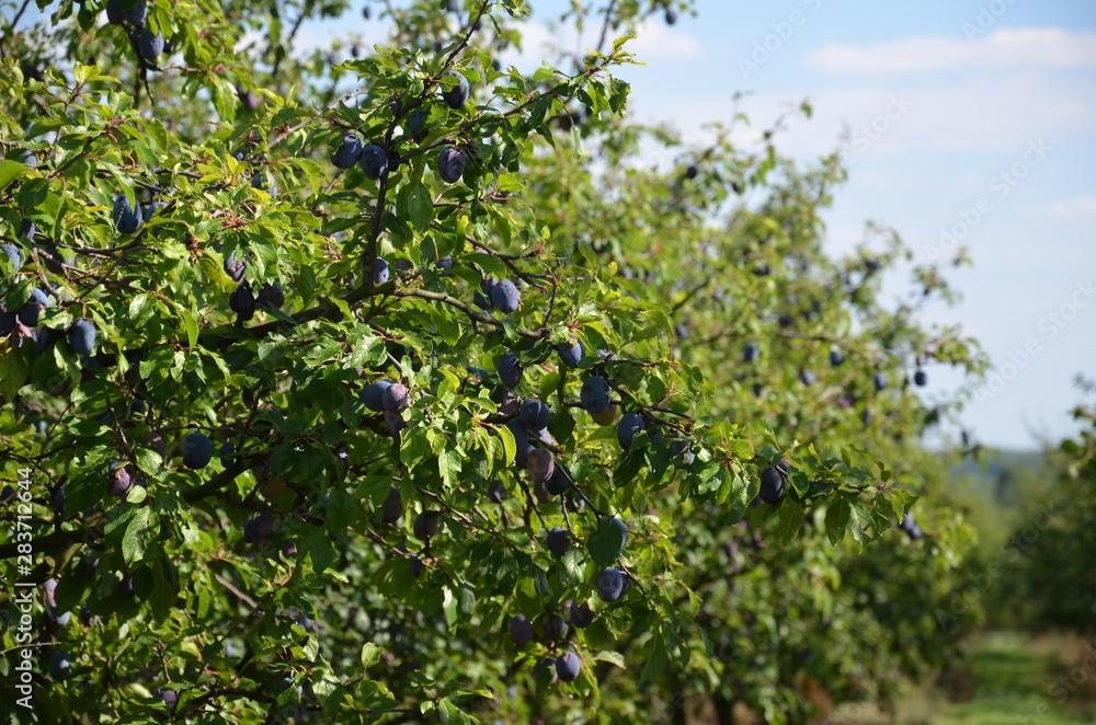 śliwa ,Szydłów ,po gradzie ,owoc, drzew, jabłek, galąz, jedzenie, czerwień, śliwa, charakter, zieleń, jardin, dojrzałe, lato, rolnictwa, feuille, swiezy, zdrowa, jesienią, roślin, zbiorów, sad, feuill śliwa ,Szydłów ,po gradzie ,owoc, drzew, jabłek, galąz, jedzenie, czerwień, śliwa, charakter, zieleń, jardin, dojrzałe, lato, rolnictwa, feuille, swiezy, zdrowa, jesienią, roślin, zbiorów, sad, feuill