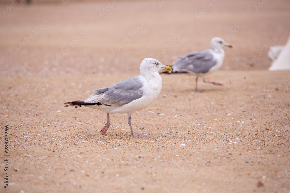 mouette mouette