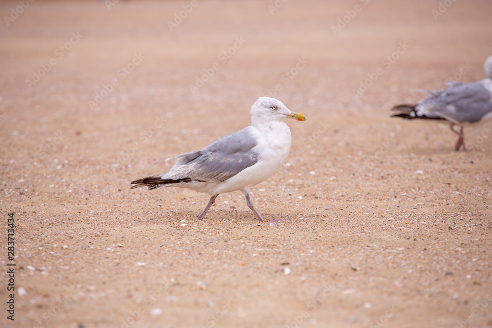 mouette mouette
