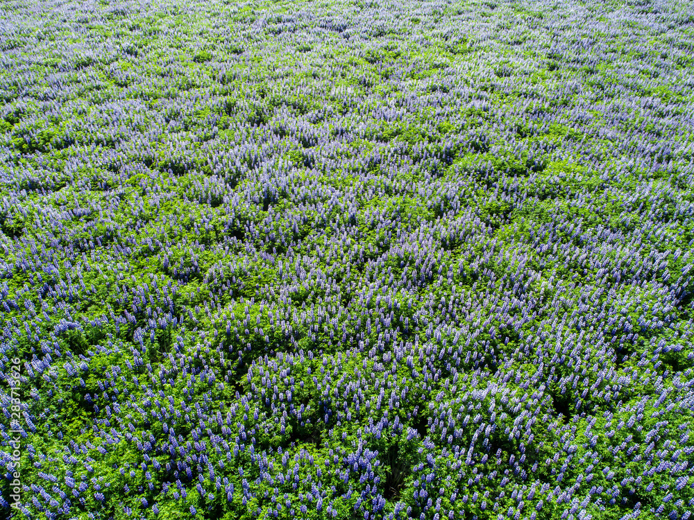 Field of lupine Field of lupine
