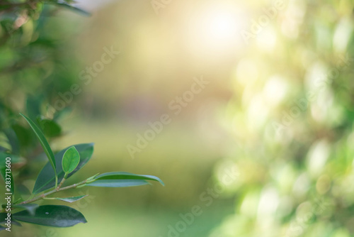The green leaves with the most beautiful of the blurred background are presented in the morning. It very comfortable and peace when we see.  In addition  the green leaves help us to relax and fresh.