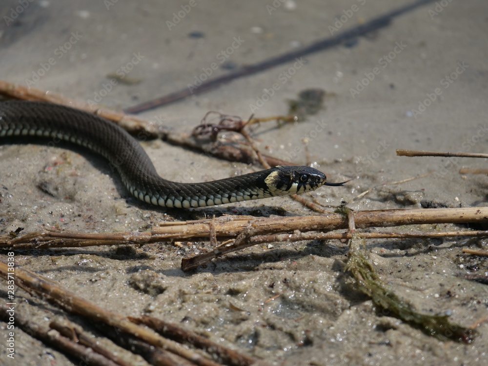 grass snake in water grass snake in water