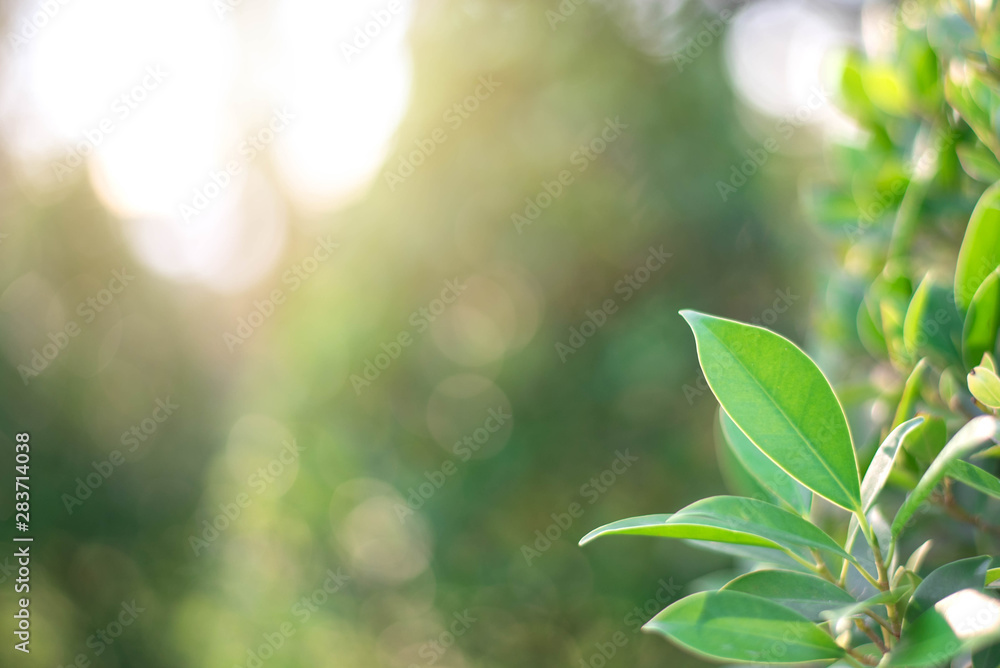 The green leaves with the most beautiful of the blurred background are presented in the morning. It very comfortable and peace when we see. In addition, the green leaves help us to relax and fresh. The green leaves with the most beautiful of the blurred background are presented in the morning. It very comfortable and peace when we see. In addition, the green leaves help us to relax and fresh.