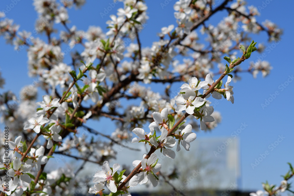 Blooming nanking cherry in spring garden. Branches with flowers on the background of blue sky. Blooming nanking cherry in spring garden. Branches with flowers on the background of blue sky.