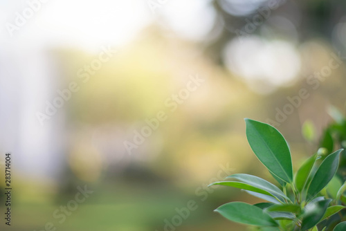 The green leaves with the most beautiful of the blurred background are presented in the morning. It very comfortable and peace when we see. In addition, the green leaves help us to relax and fresh.