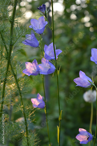 Fototapeta Naklejka Na Ścianę i Meble -  Beautiful bellflowers in summer garden. Delicate violet flowers of campanula persicifolia.