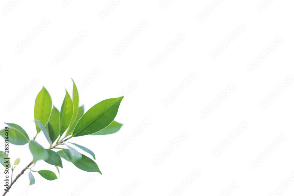 Leaves on a white background Leaves on a white background