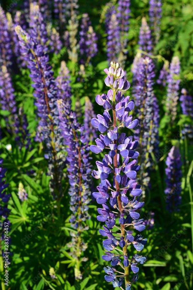 Violet lupin (lupinus) flowers. Bright meadow in sunny summer day. Violet lupin (lupinus) flowers. Bright meadow in sunny summer day.