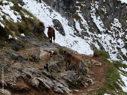 cabras en la montaña