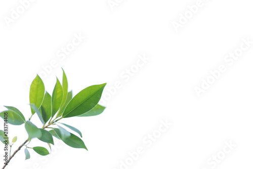 Leaves on a white background