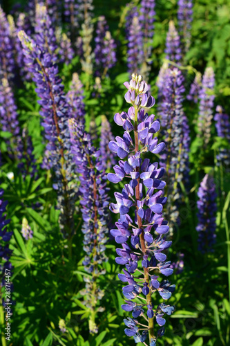 Violet lupin  lupinus  flowers. Bright meadow in sunny summer day.