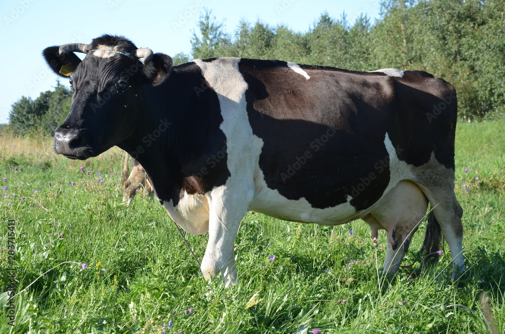 krowa, farma, zwierzak, bydło, gras, pola, rolnictwa, biała, hayfield, czarna, mleczko, pastwisko, gospodarstwo mleczne, krowa, zieleń, rolnictwa, byk, zwierzak, charakter, pastwisko, wołowina, zwierz krowa, farma, zwierzak, bydło, gras, pola, rolnictwa, biała, hayfield, czarna, mleczko, pastwisko, gospodarstwo mleczne, krowa, zieleń, rolnictwa, byk, zwierzak, charakter, pastwisko, wołowina, zwierz