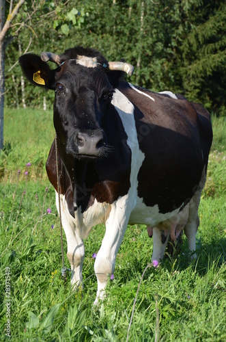 krowa  farma  zwierzak  byd  o  gras  pola  rolnictwa  bia  a  hayfield  czarna  mleczko  pastwisko  gospodarstwo mleczne  krowa  ziele    rolnictwa  byk  zwierzak  charakter  pastwisko  wo  owina  zwierz