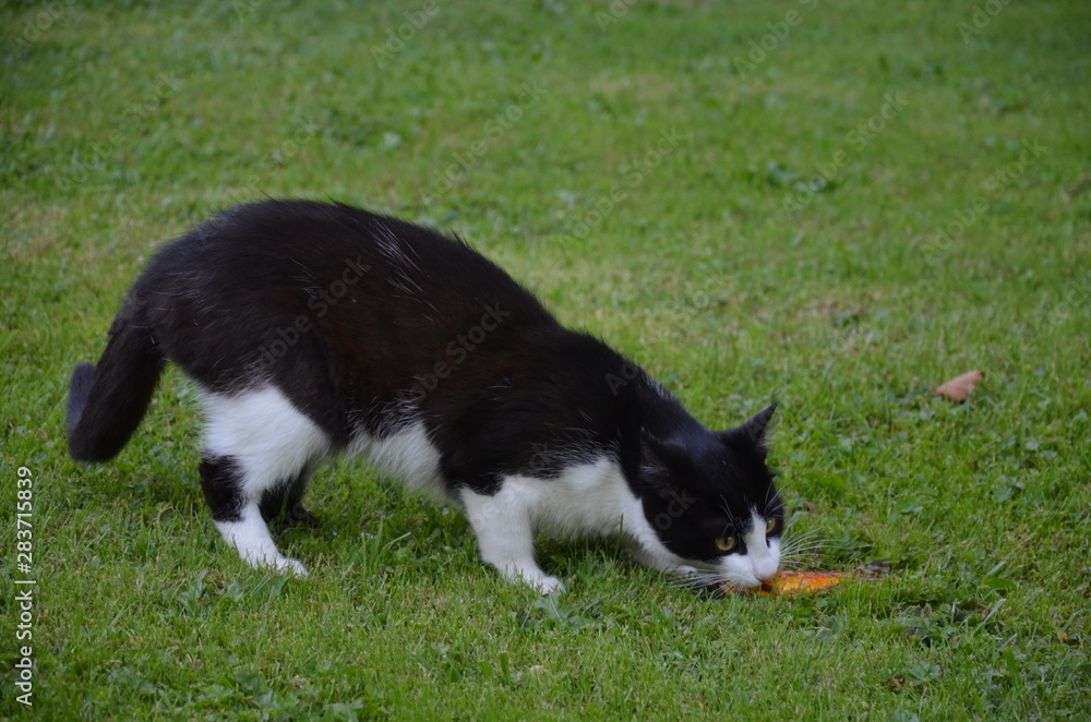 Kot , zwierzak, gras, domowych, kociak, bystra, felino, domowy, zieleń, futro, kocica, domowych Kot , zwierzak, gras, domowych, kociak, bystra, felino, domowy, zieleń, futro, kocica, domowych
