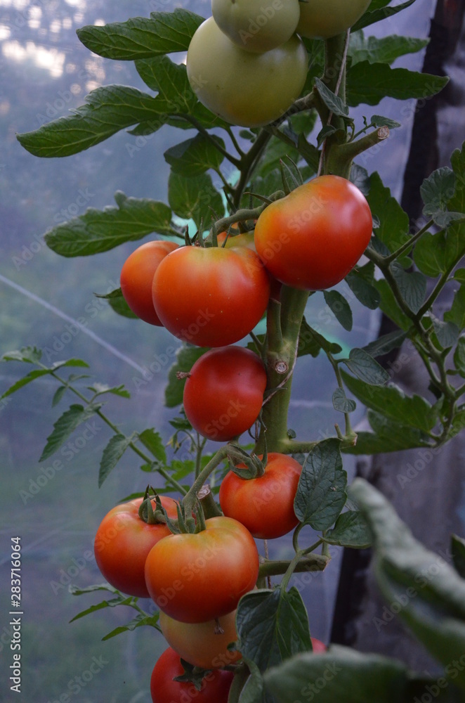 Pomidor ,czerwony Polski pomidor ,z foli pomidor