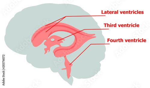 Ventricles of the brain