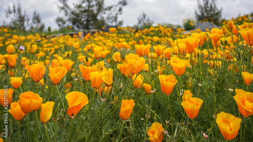 Field of Yellow Orange Flowwers