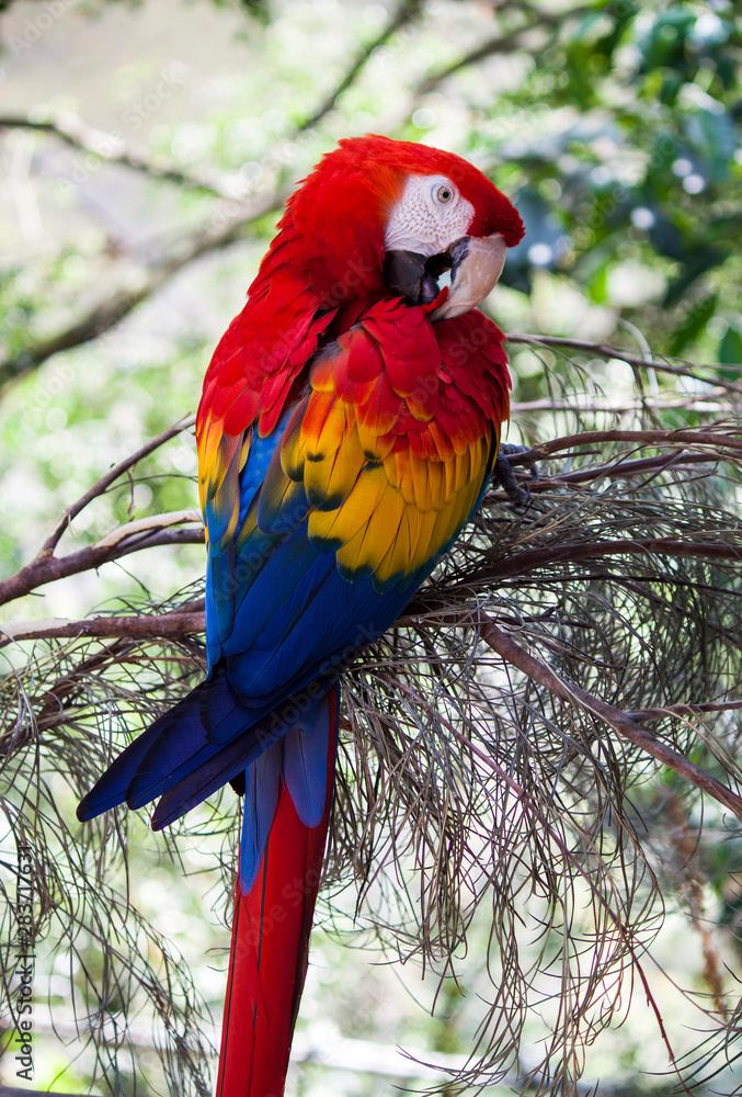 Stunning red macaw preening itself.