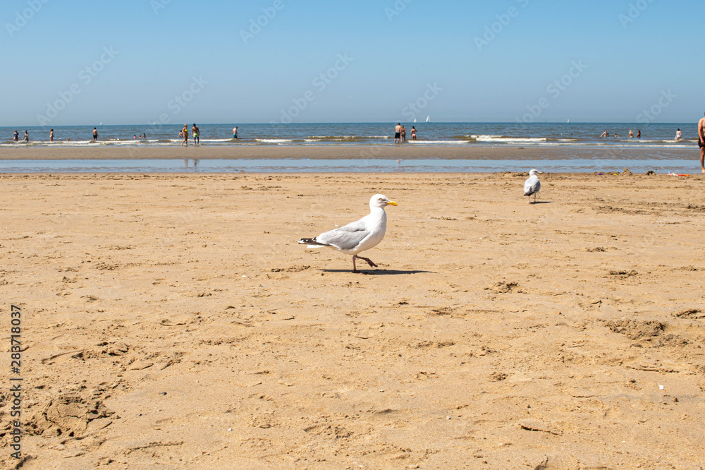 Möwen am Strand Möwen am Strand