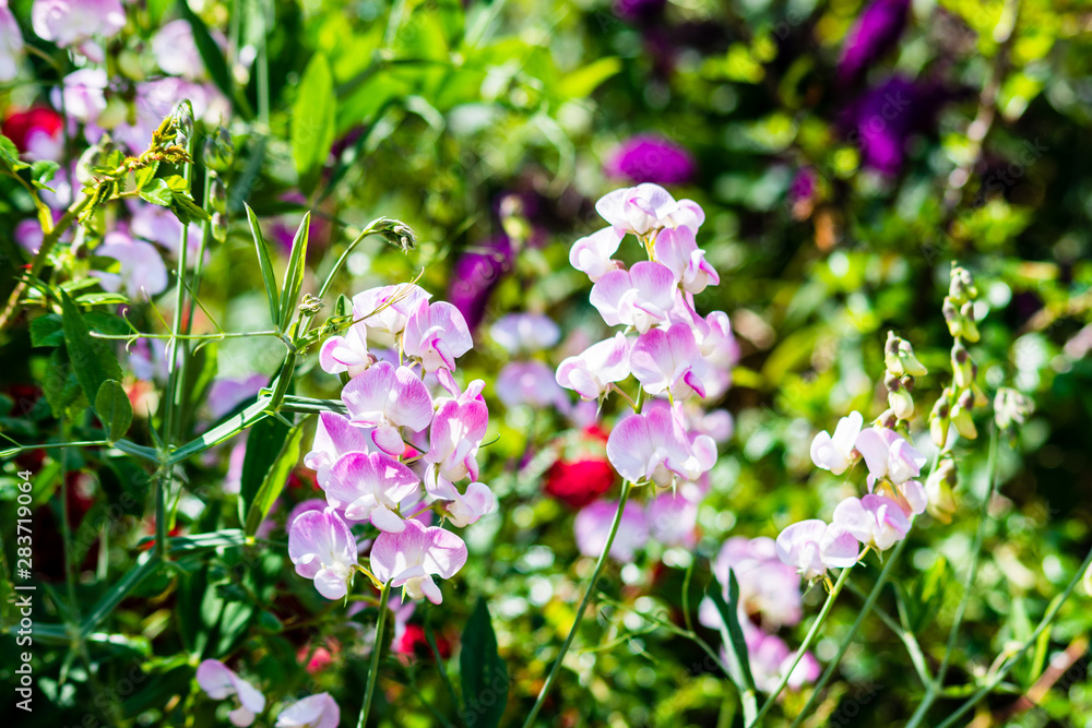 Sweet Pea Flowers Lathyrus odoratus white middles shading to pink petal edges Sweet Pea Flowers Lathyrus odoratus white middles shading to pink petal edges