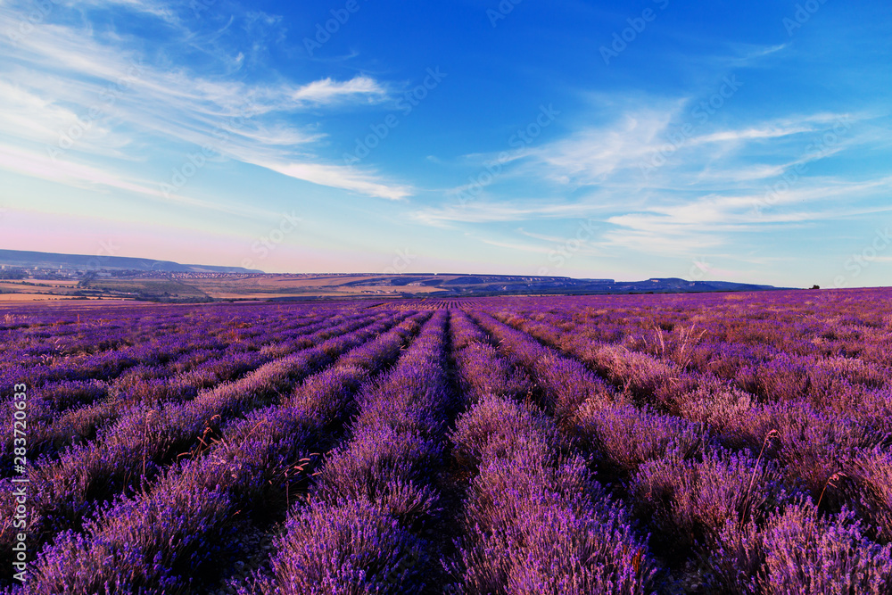 Lavender field at sunset. Great summer landscape. Lavender field at sunset. Great summer landscape.