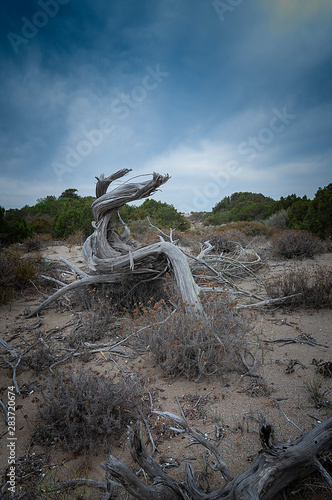 Tronco de Sabina sobre la arena de una duna photo