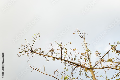 High twigs eastern cotton wood tree 