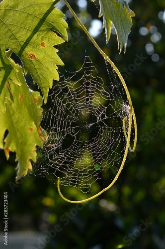 spider web on the vine and rain drops