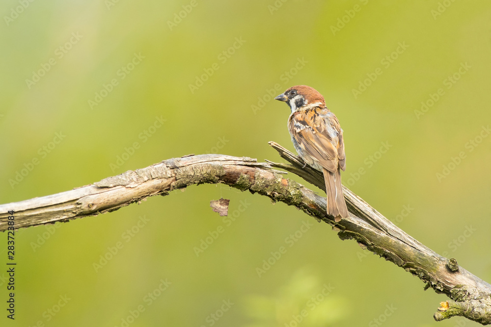 Fototapeta premium Tree Sparrow Passer montanus sitting on a twig. Sparrows are among the most familiar of all wild birds. They are primarily seed-eaters, though they also consume small insects.