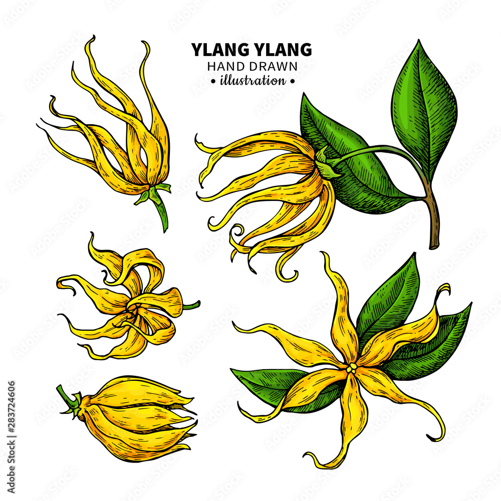 Ylang ylang vector drawing. Isolated vintage illustration of medical flower. - obrazy, fototapety, plakaty 