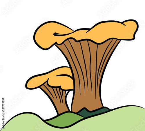 forest edible mushroom red chanterelle