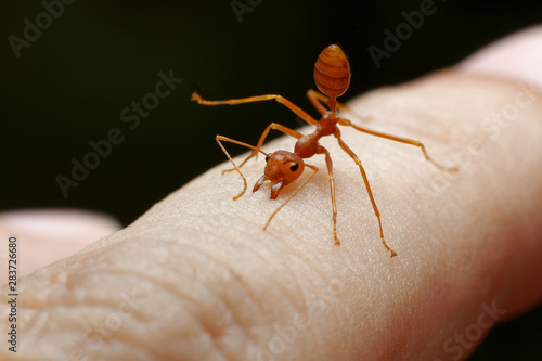 red ant bite skin human background photo