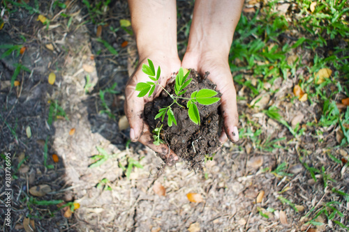 The hands are holding seedlings with two hands. The sun is light.