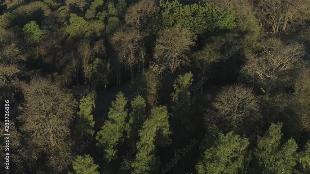 Flying above treetops in the morning. Flying above treetops in the morning.