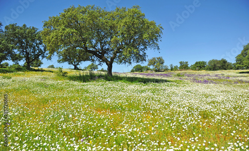 Spring landscape in the Cornalvo Natural Park on Via de la Plata between towns of Aljucen and Alcuescar. Tourism in Extremadura Spain photo