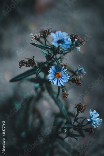 blue flowers on blue background © Roman