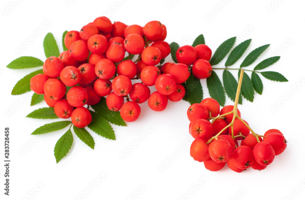 Ripe red rowan isolated on white background