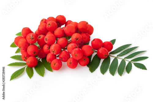 Red rowan berries and leaves, isolated on white background photo