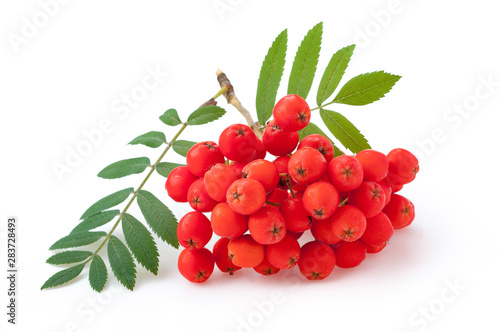 Rowan berry against white background