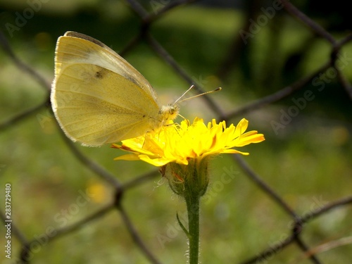 white butterfly on yellow flower © oljasimovic