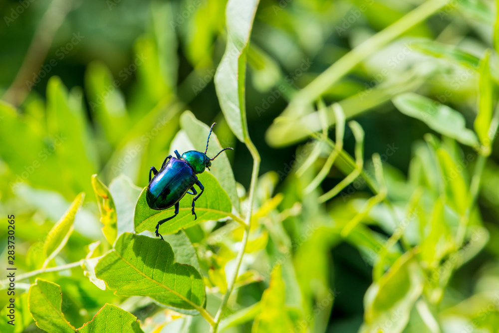 Leaf beetle Chrysochares asiaticus in summer day Leaf beetle Chrysochares asiaticus in summer day