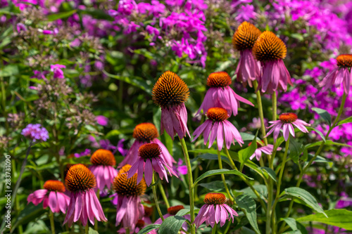 The Purple Coneflower   Echinacea purpurea  in a botanical garden