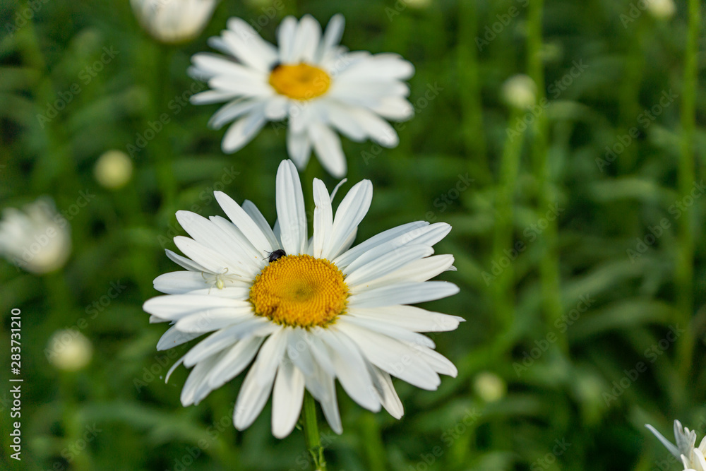 Flowering garden large chamomile. Bush chamomile varieties Leucanthus and Alaska.